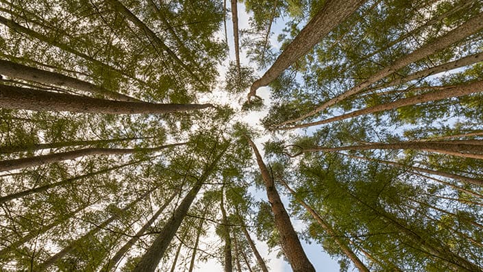 il-nostro-approccio-alla-sostenibilità-ambientale-foresta-alberi