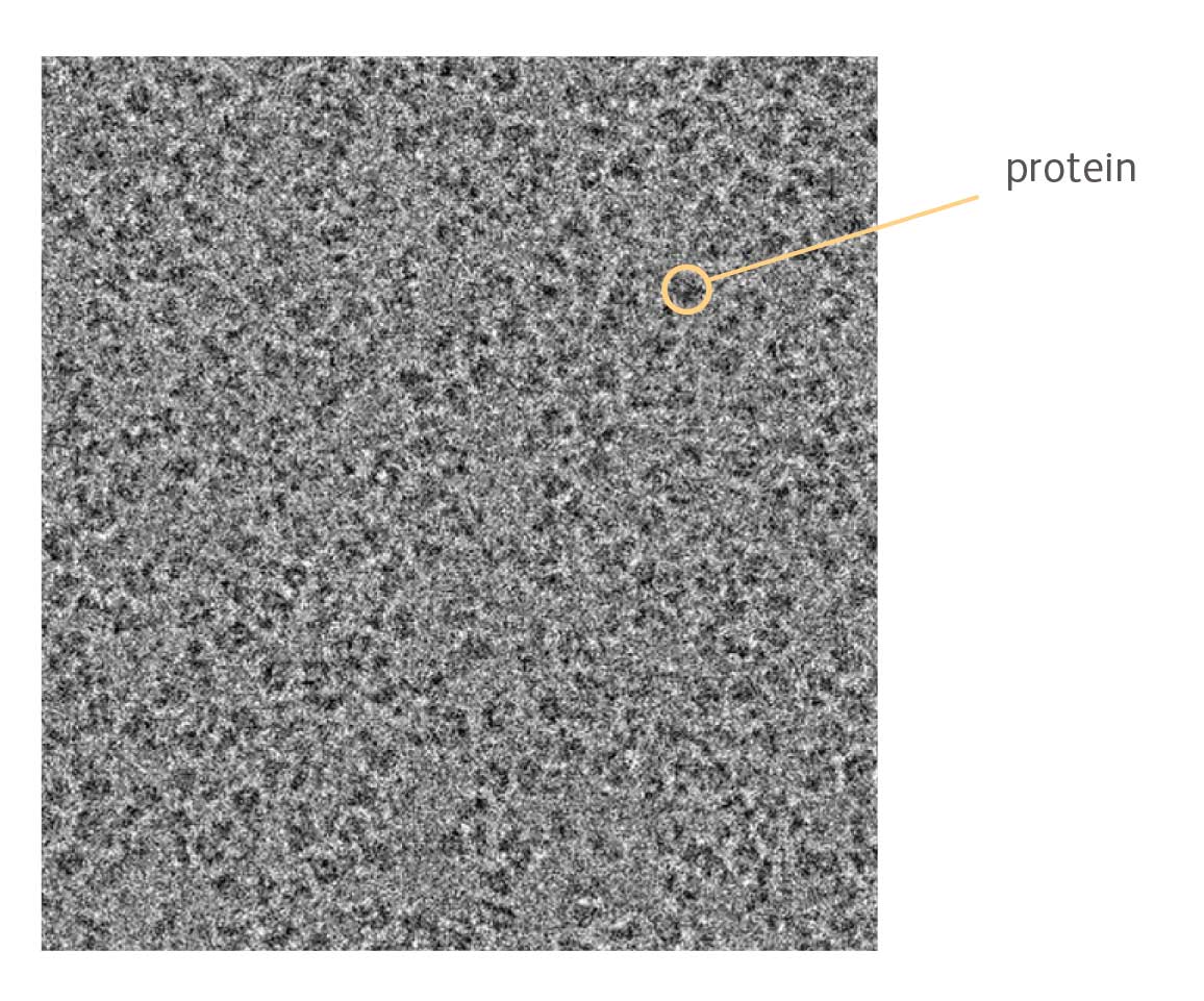 Proteins are fundamental to cellular function